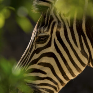 a Zebra passing through a gap in a green bush