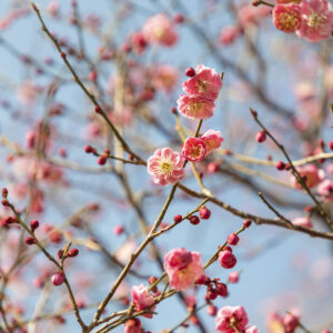 Photo of Pink Plum Blossoms trees against a blue sky background, in Japan