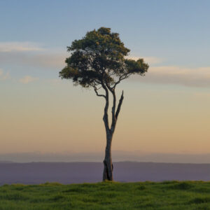 A single tree pictured at sunset in Maleny, on Queensland's Sunshine Coast