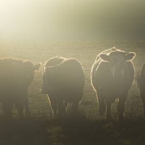 A group of cows in a farm in golden hour creating a silhouette