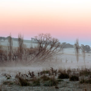 a low lying fog on a farm at sunrise