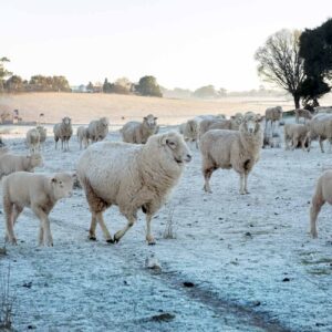 A mob of sheep on a frosty morning with frost on their woollen coats