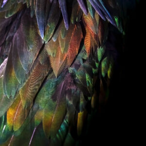 Close up photo of bird feathers Reminiscent of a rainbow