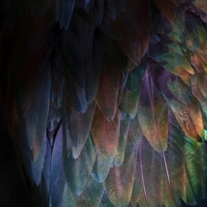 Close up photo of bird feathers Reminiscent of a rainbow