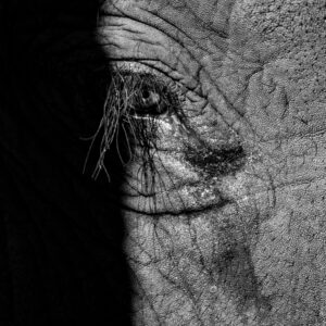 A black and white image of the right-hand side of an Elephants face.